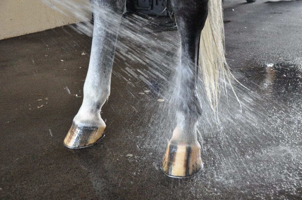 Hoof balm applied to cracked horse hooves